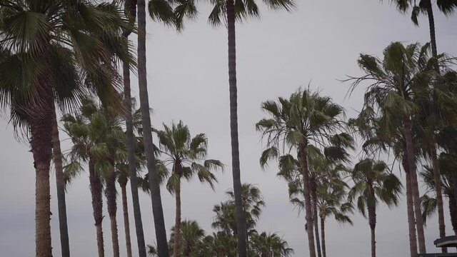 A plethora of palm trees on Venice Beach on a cloudy day by the boardwalk.