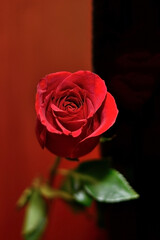 red rose on black background