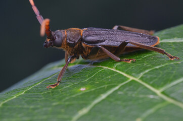 longhorn beetle from Borneo - Neosarmydus costipennis