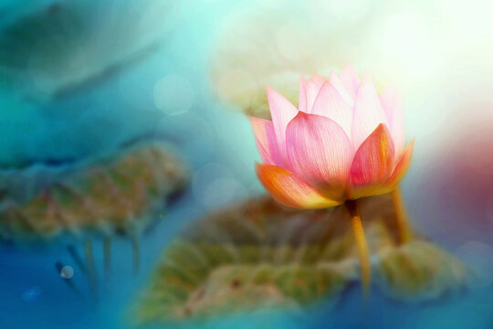 Soft focused image with lotus and blur bokeh background, De focused with flower and blur back ground, Abstract beautiful nature background