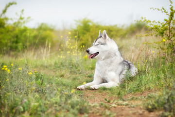 Naklejka na ściany i meble A grey and white Siberian Husky female is sleeping in a field in a grass. Her eyes are closed, she looks left. There is a lot of greenery, grass, and yellow flowers around her. The sky is grey.