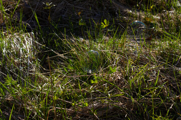 soap bubbles on grass close-up lit by the sun