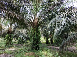 oil palm plantations in Kalimantan, Indonesia. Elaeis