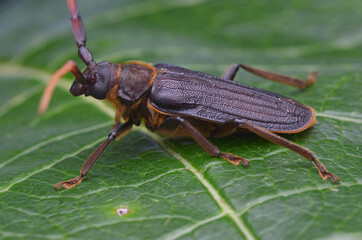 longhorn beetle from Borneo - Neosarmydus costipennis