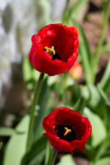 Beautiful large red tulips closeup lit by the sun on a blurred background