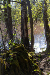 Beautiful view of the trees in the forest and the lake lit by the bright sun