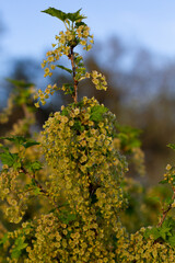 A lot of small yellow flowers with leaves closeup lit by the sun on a blurred background