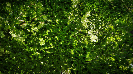 Fototapeta na wymiar zieleń