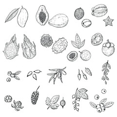 Fruits and berries. Vector cartoon illustrations. Isolated objects on a white background. Hand-drawn.