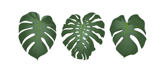 tropical leaves on a white background made in vector