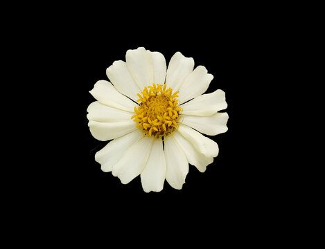 Fresh white daisies with a black background. Bellis perennis