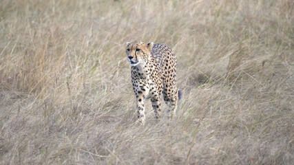 close up of a female cheetah approaching at masai mara