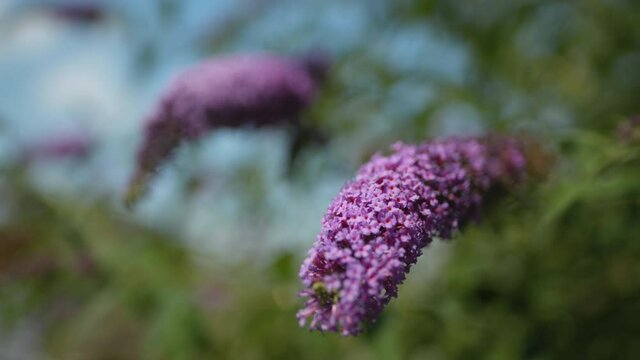 Lavendel mit Gras im Wind 03