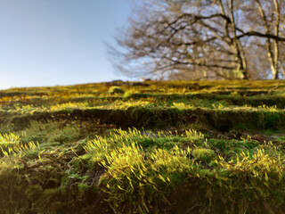 Fresh green moss on old wooden roof shingles on an winter blue sky
