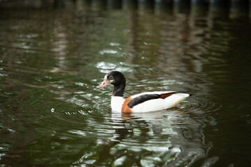 大崎公園子供動物園　ツクシガモ