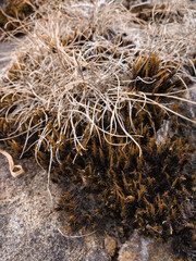Dried wild grass blades among dried up moss with an autumn hue