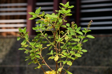 Tulasi Plant