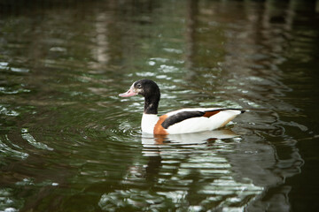 大崎公園子供動物園　ツクシガモ
