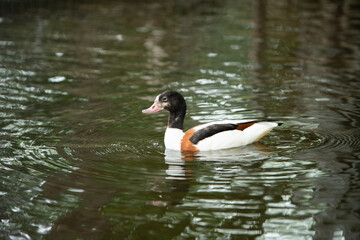 大崎公園子供動物園　ツクシガモ