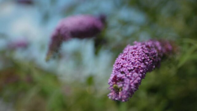 Lavendel mit Gras im Wind 02
