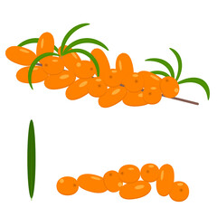 Sea-buckthorn. Isolated vector color image of sea buckthorn berries and twigs on a white background. Flat style.