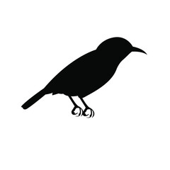 crow on a white background