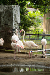 大崎公園子供動物園　オオフラミンゴ