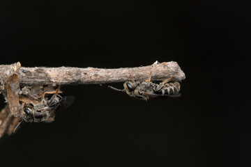 Cuckoo leaf cutting wasp, Coelioxys conoidea, Megachilidae, Lonand, Maharashtra, India