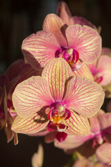 Pink Orchid Flower Fiji 1
