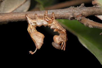 Lateral of lobster moth caterpillar, Stauropus fagi, Satara, Maharashtra, India