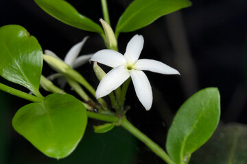 Jasmine, Jasminum azoricum, Lonand, Maharashtra, India