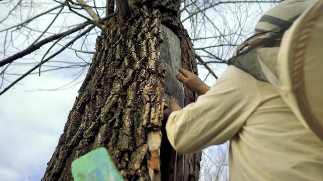 Bees fly. A man gets honey from an apiary in the summer.