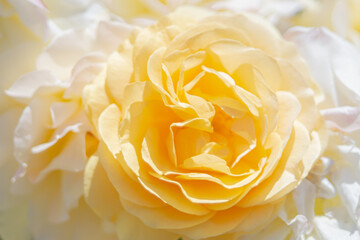 Beautiful soft delicate yellow and white roses. Close up bird eye's view of flower texture background. Good for card and text