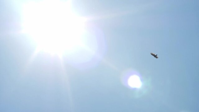 Flying Eagle into the sun in Slow Motion.