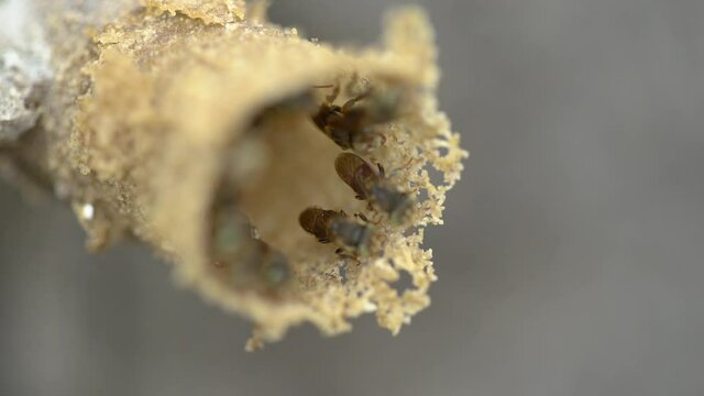Stingless bees fixing up nest in slow motion. Extreme close up. Awesome shot.