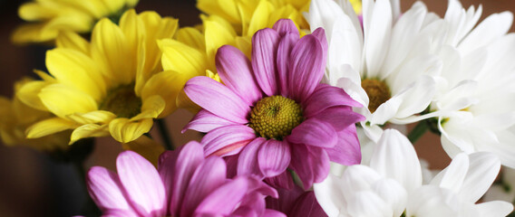 Beautiful pink, white and yellow spring flowers so close
