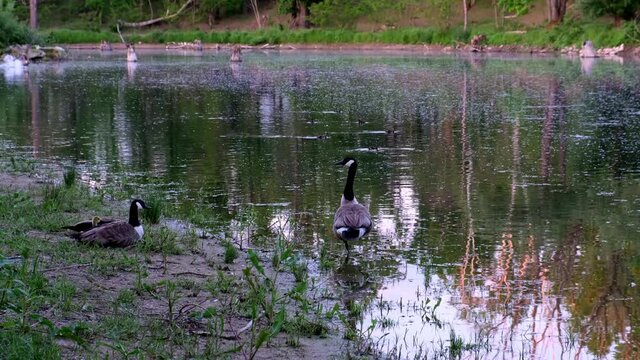 Slowmotion of a father goose pretecting his wife and goslings from an approaching goose that is flying close the lake. The flap of the wings is creating waves in the water