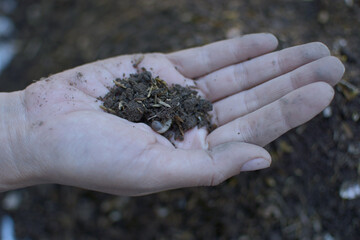 Soil and grub on a woman's hand, new life in human hand ecology concept for save the earth,