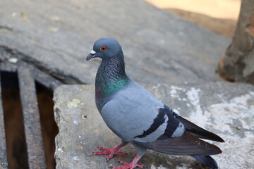 pigeon running on the rock