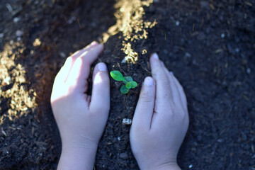 The seedling are growing on the soil between a human's hand, Family activity on weekend to learning Beyond Classroom. ecology concept.reafforestation for save the earth