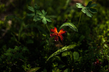 red leaf in the forest