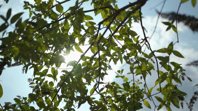 &Auml;ste mit Lavendel in der Sonne 10