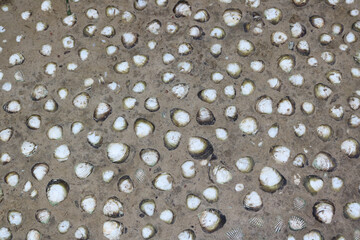Floor made of mud and sea shells  by the tribes of Andaman 