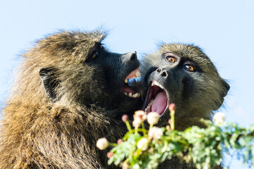 Two olive baboons (Papio Anubis) fighting, Lake Nakuru, Kenya