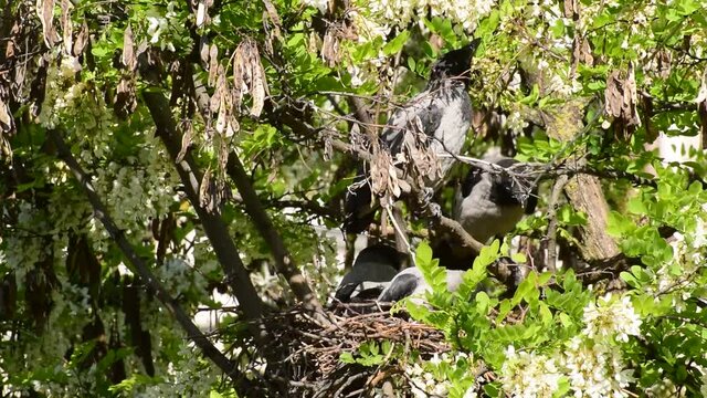 Spring fledged gray fledglings of birds Corvus cornix rest in a nest on flowering acacia Robinia pseudoacacia in the foothills of the North Caucasus
