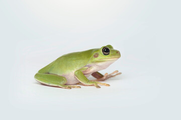 Dumpy frog  on white background