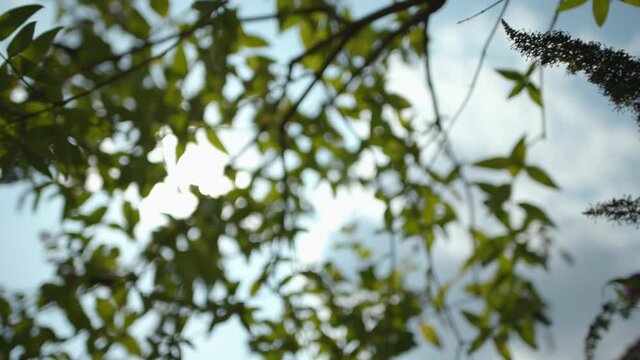 &Auml;ste mit Lavendel in der Sonne 09