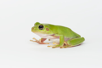 Dumpy frog  on white background