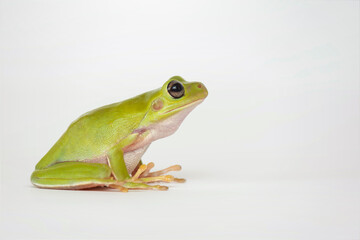 Dumpy frog  on white background