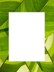 Top view of blank paper sheet on green leaves background, Blank for advertising card or invitation, Nature concept. Summer poster.